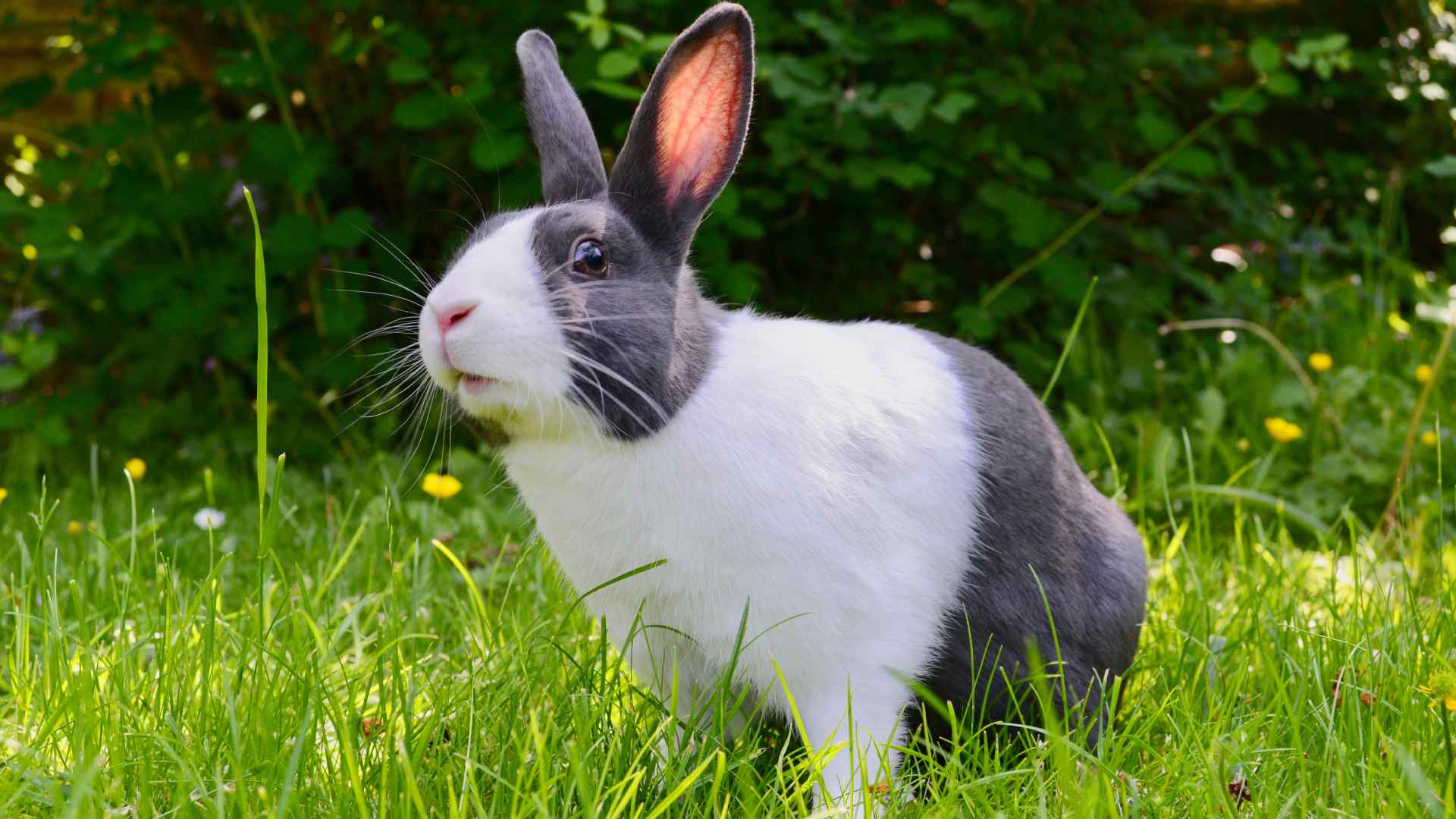 How to Care for Rabbits in the Winter