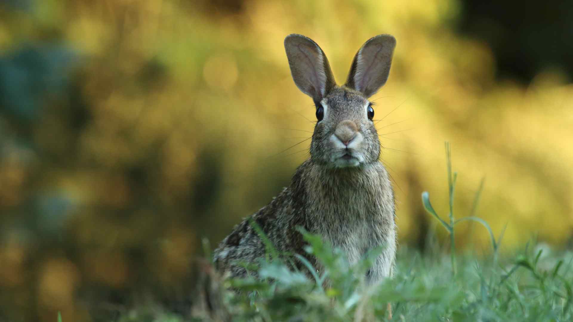 How to Keep your Rabbits Cool in Summer