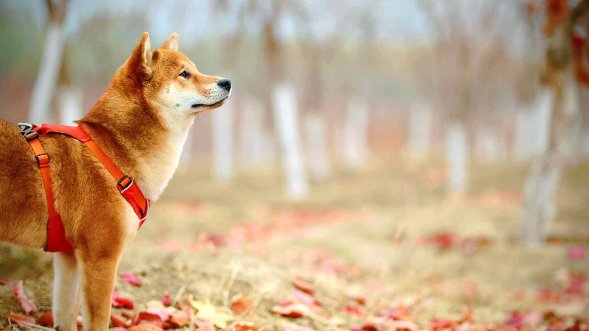 Tips and Tools to Stop Your Dog from Pulling the Leash